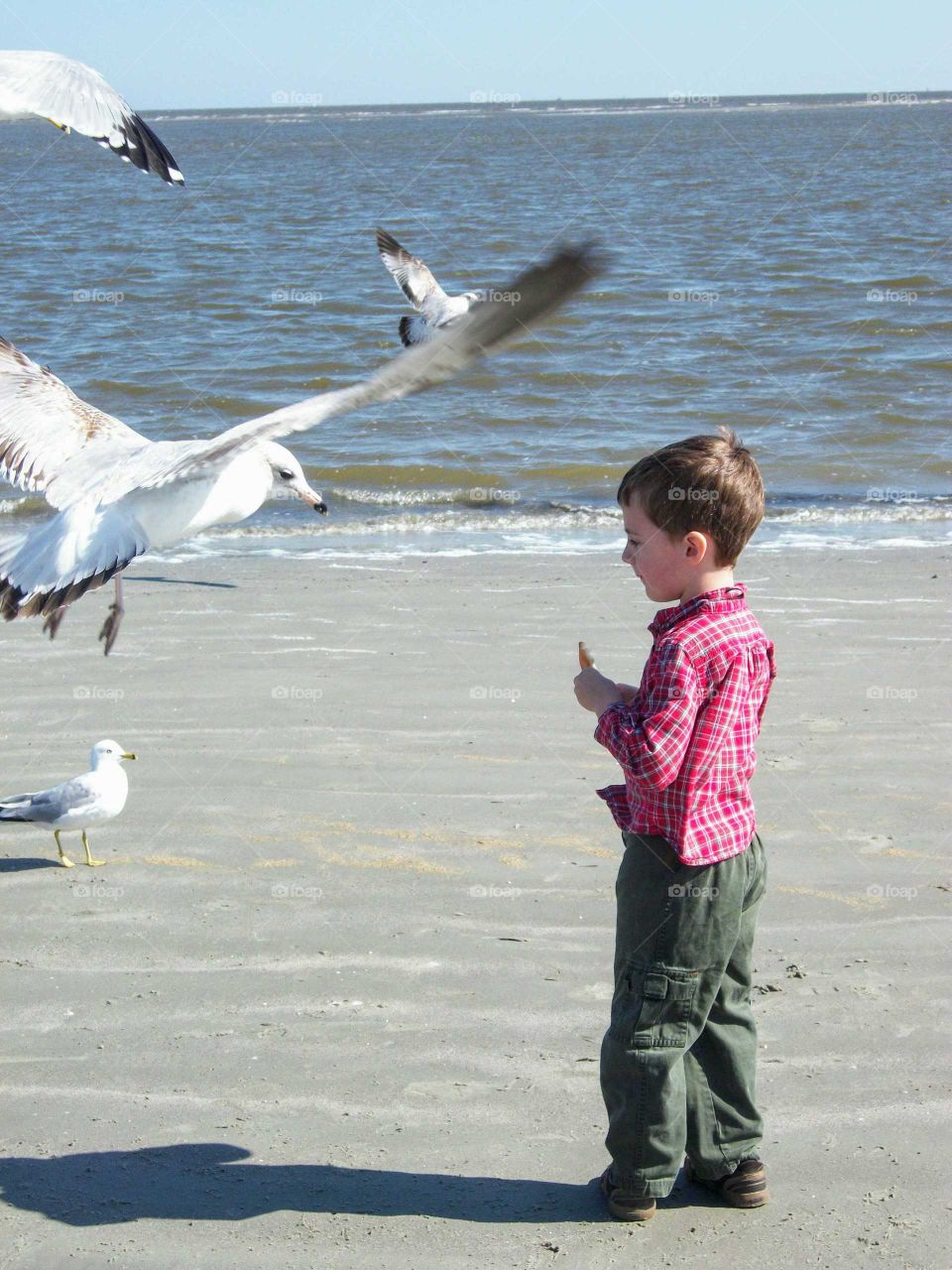 Feeding seagulls