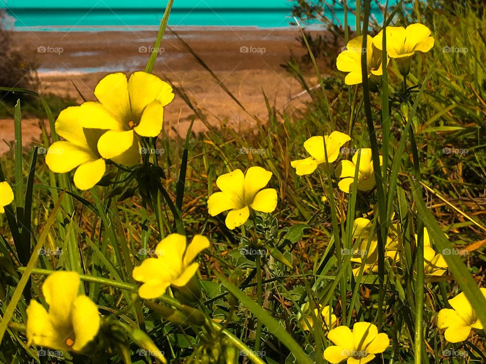 Wildflowers ocean side bright yellow, ocean blurred in background 