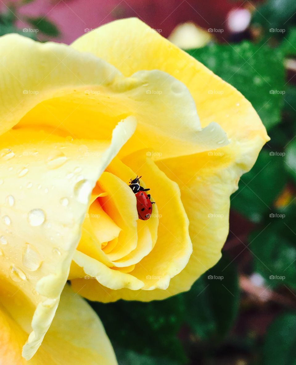 Ladybird yellow rose closeup 