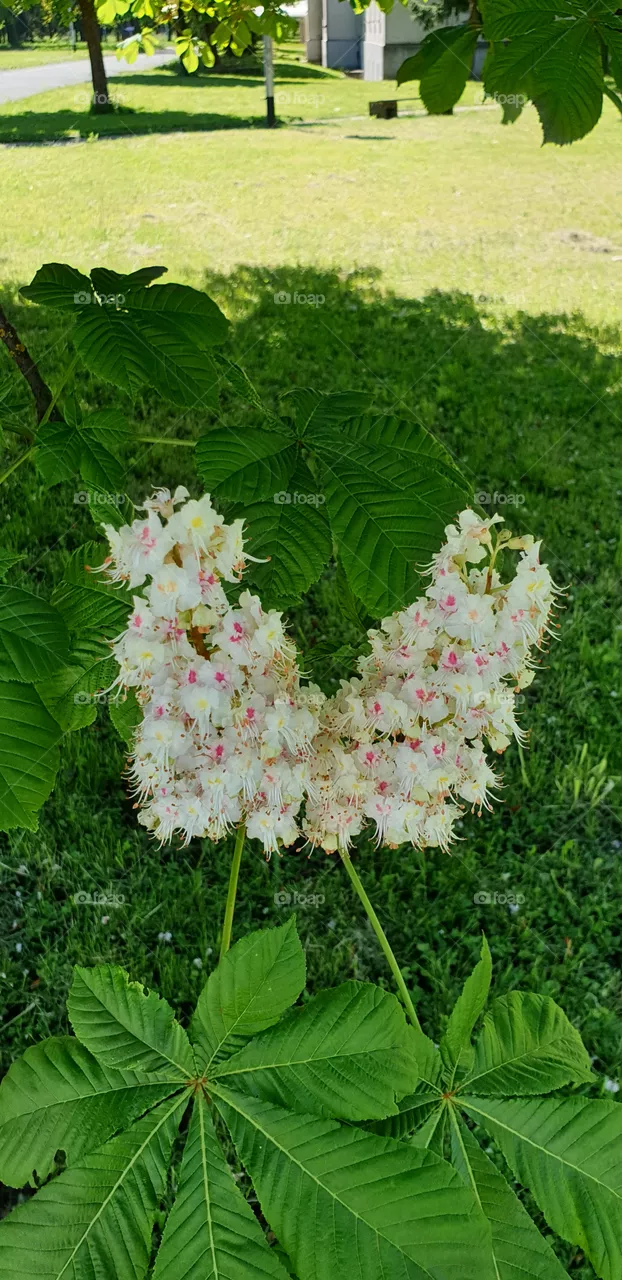 chestnut tree