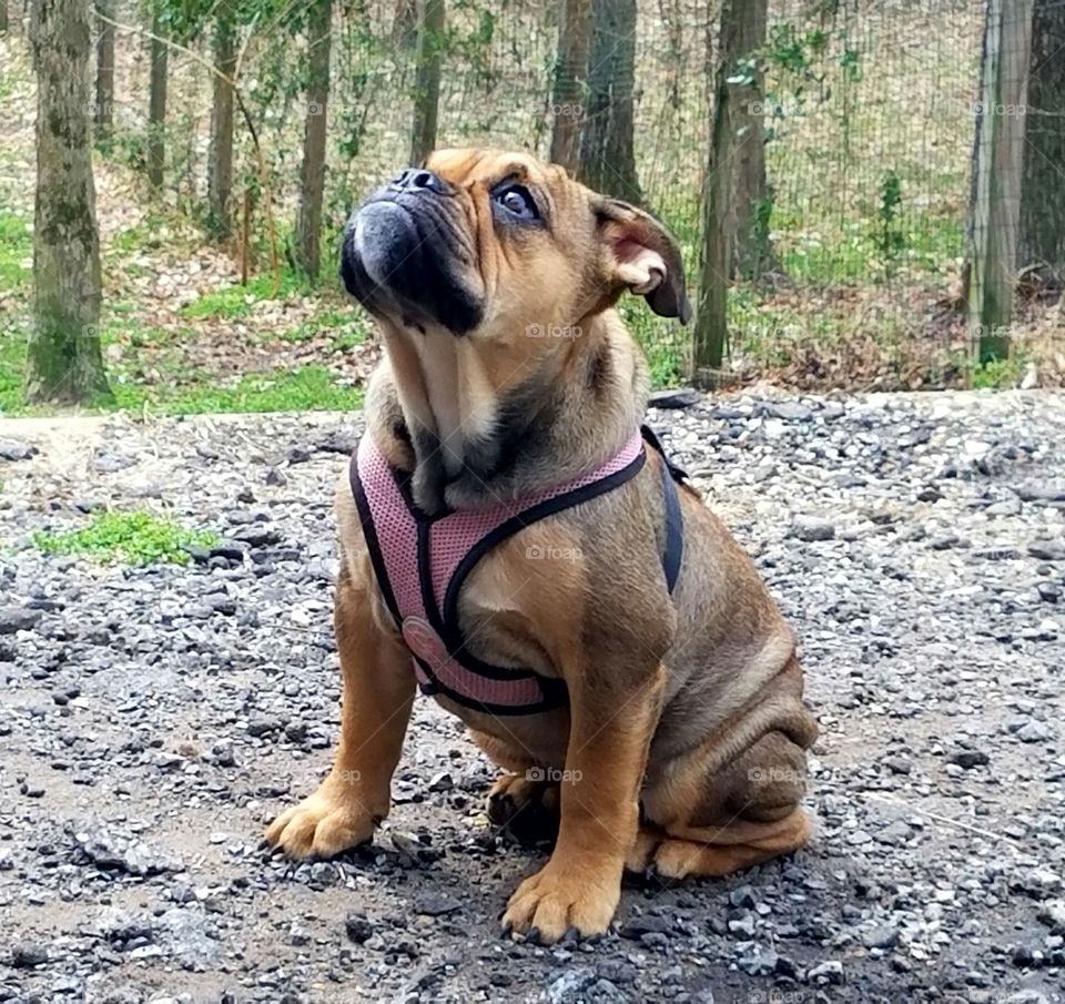 Piper the Mini Bulldog