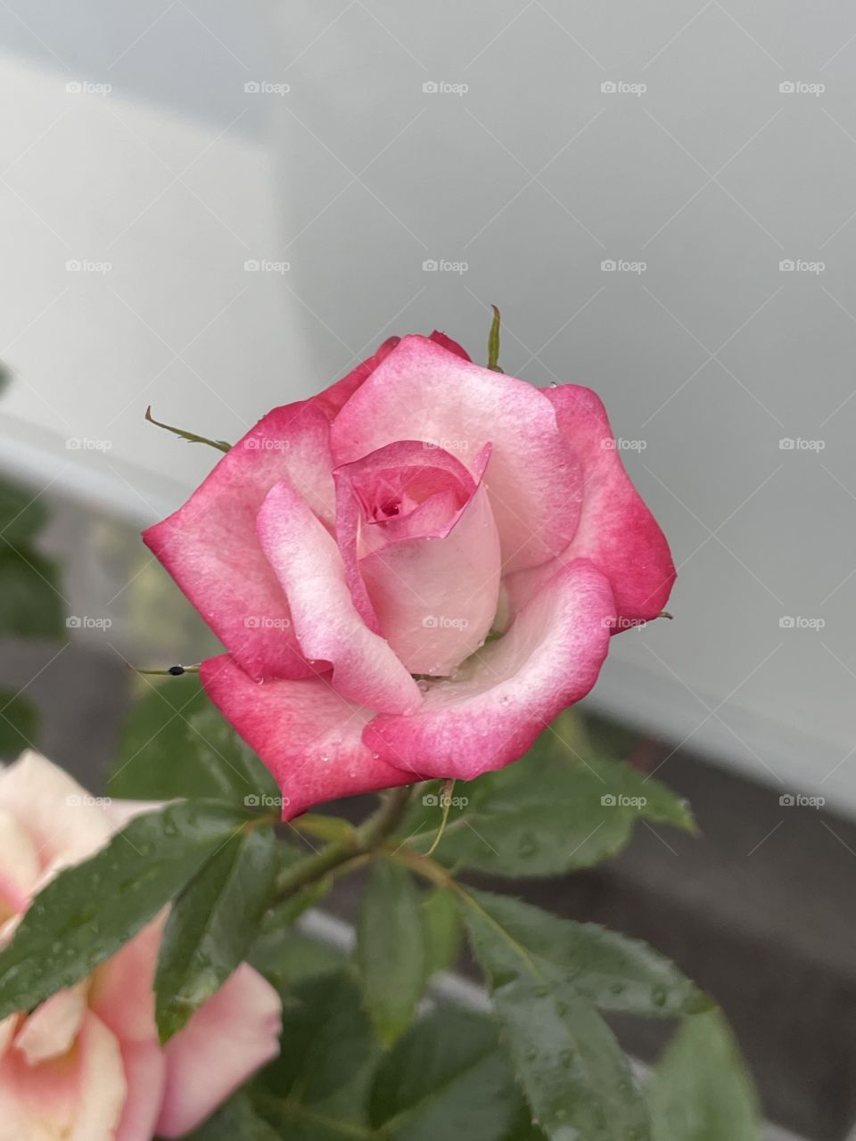 Rosa