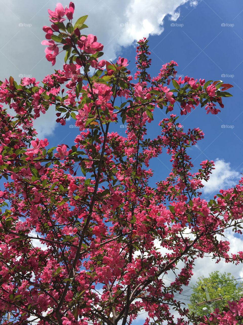 Dark pink blossoms