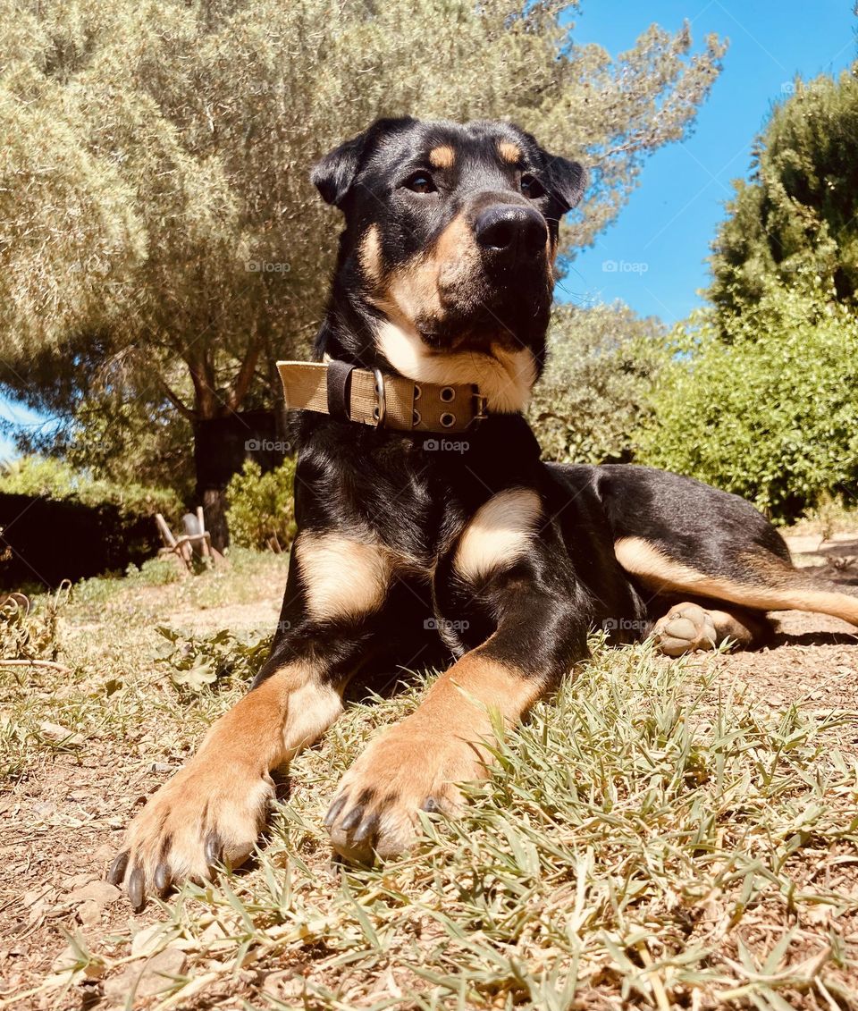 My dog ​​observing and enjoying nature.  Photo from the ground with a frog's eye view