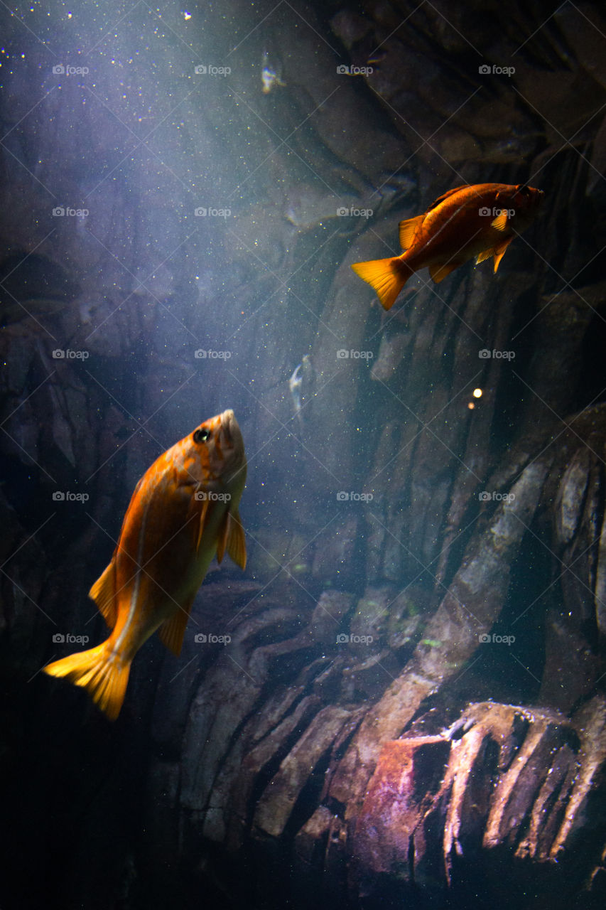 Gold fish following the light