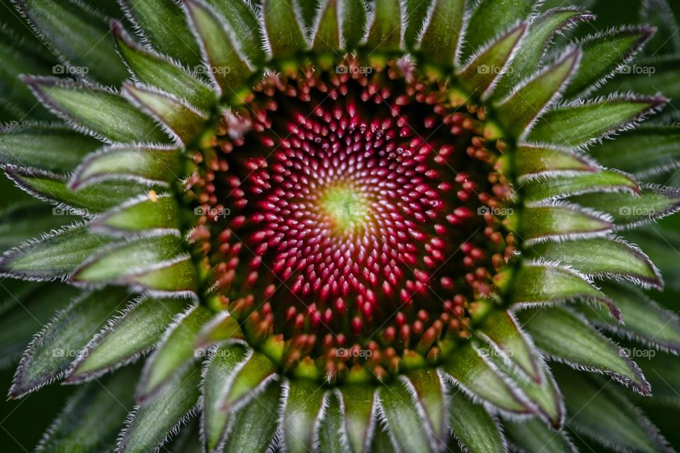 Flower close-up