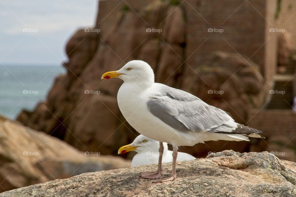 seagull on the rock
