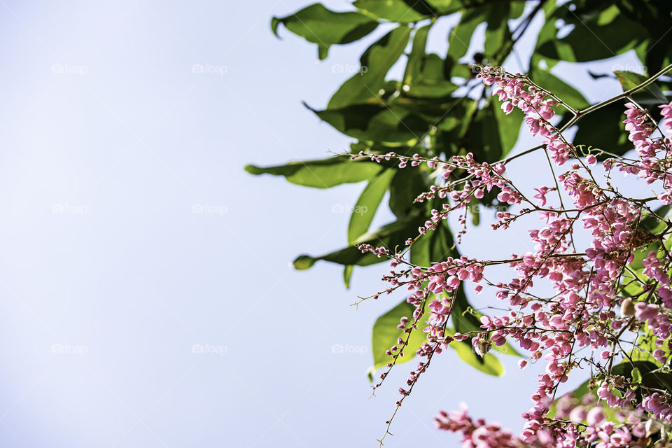 Pink flowers or Cassia bakeriana on the trees and the sky.