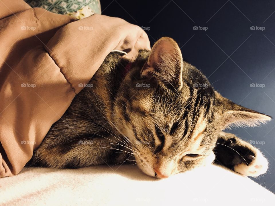 Sleepy tabby cat partially covered with tan blanket