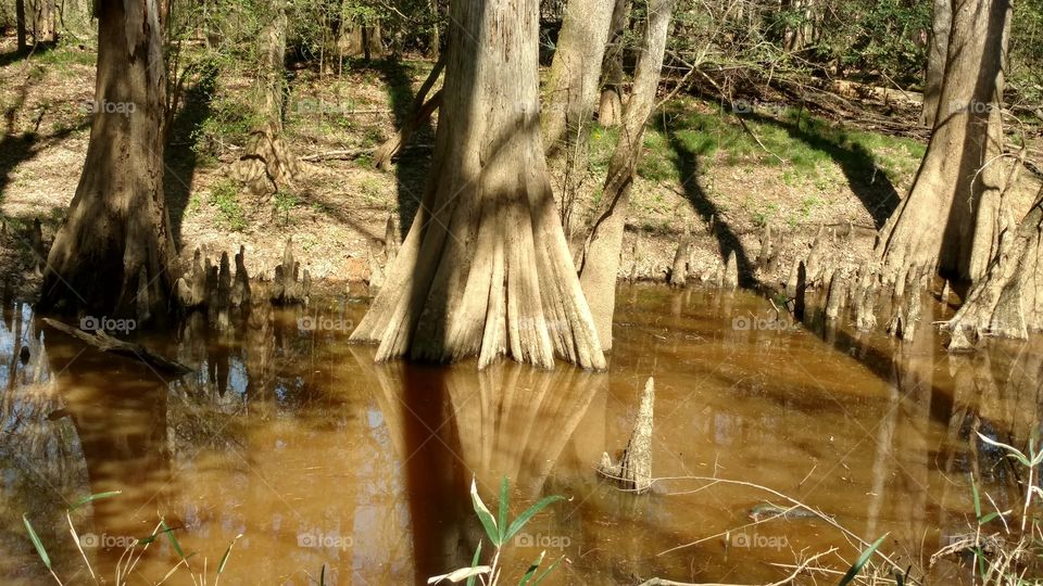 Water, Wood, Nature, Tree, River