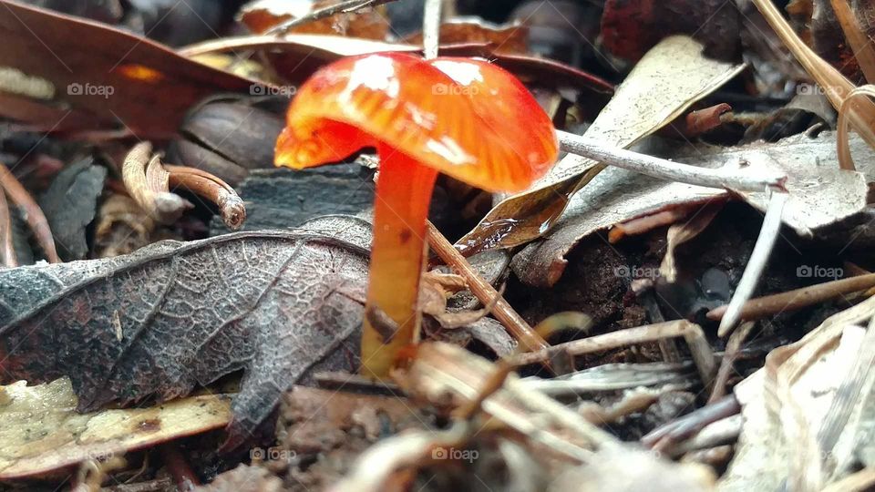 Mushroom, Fungus, Fall, Nature, Boletus