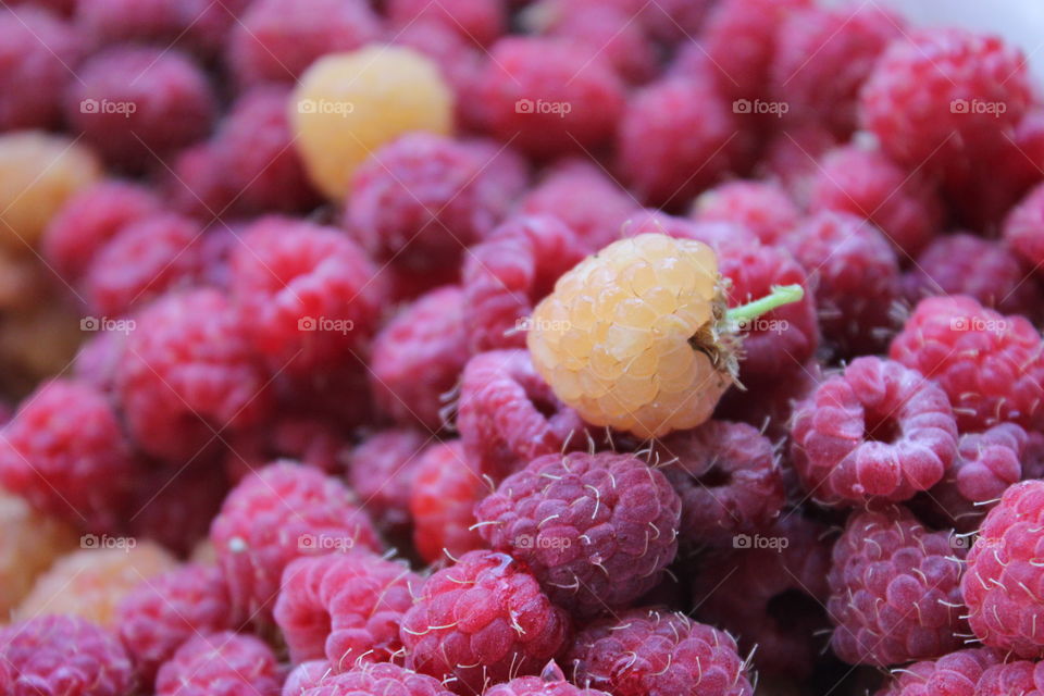 Raspberry, red and yellow berries