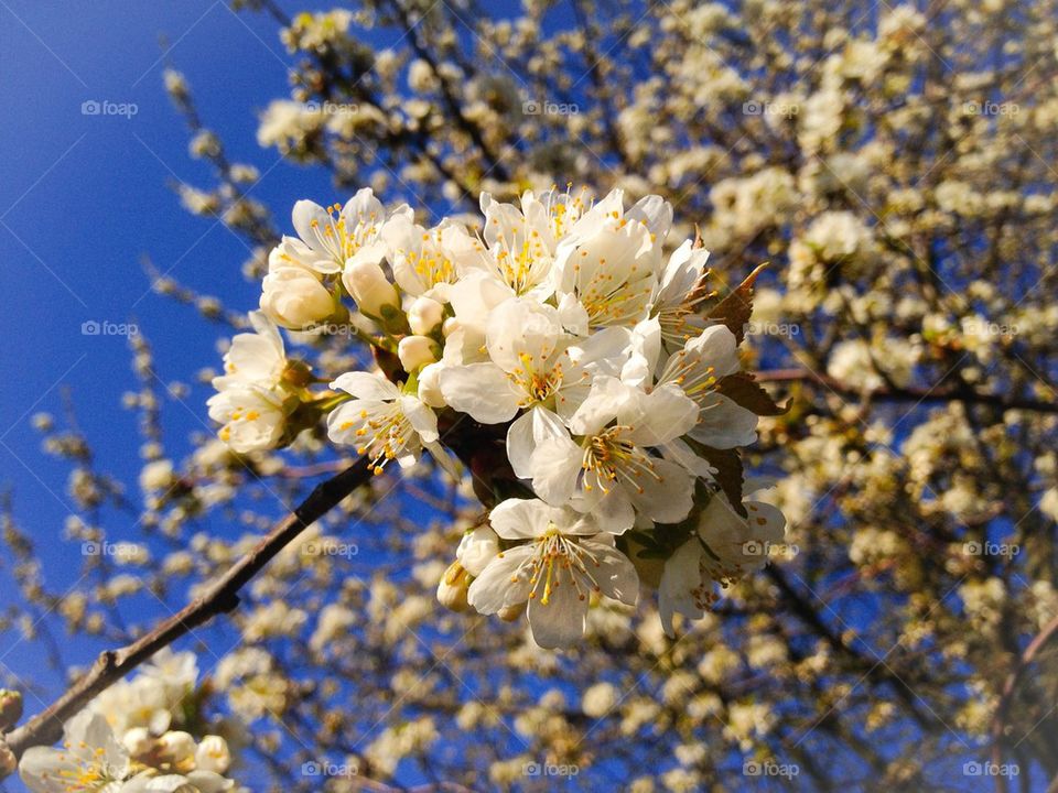 Low angle view of white flowers