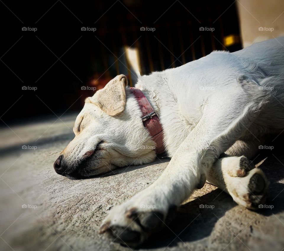 My Labrador; relaxing under the sun🩶🩶🩶