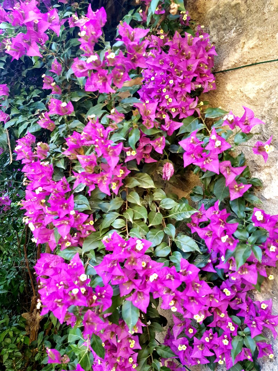 flowers and summer time, 🌺🌺🌺🌺🌞🌞🌞🌞🌞