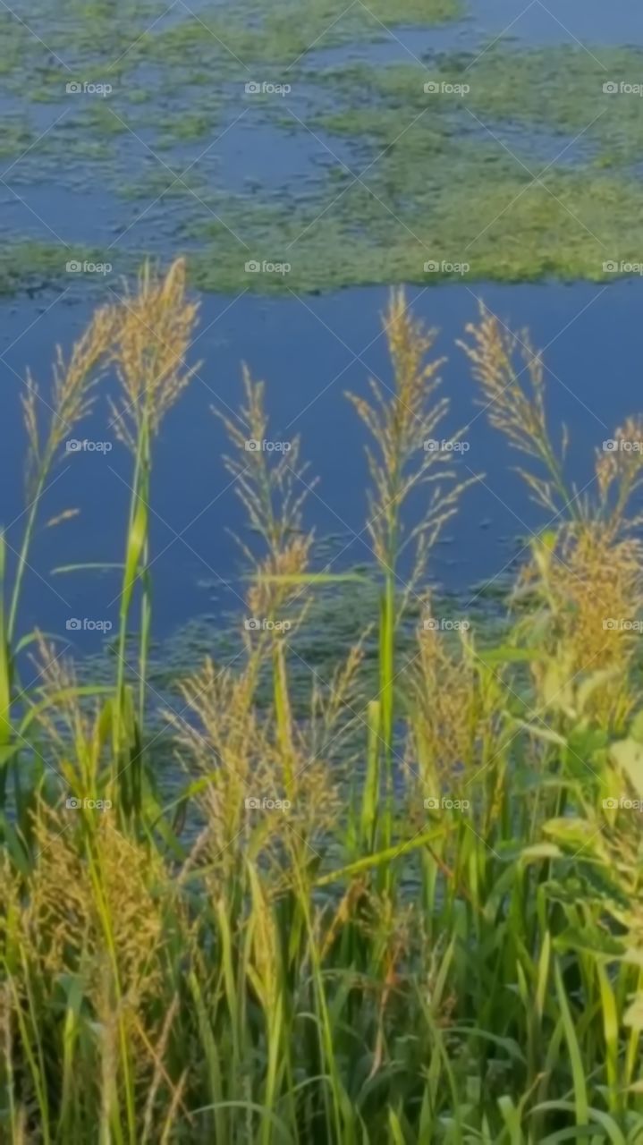 sunlit grasses