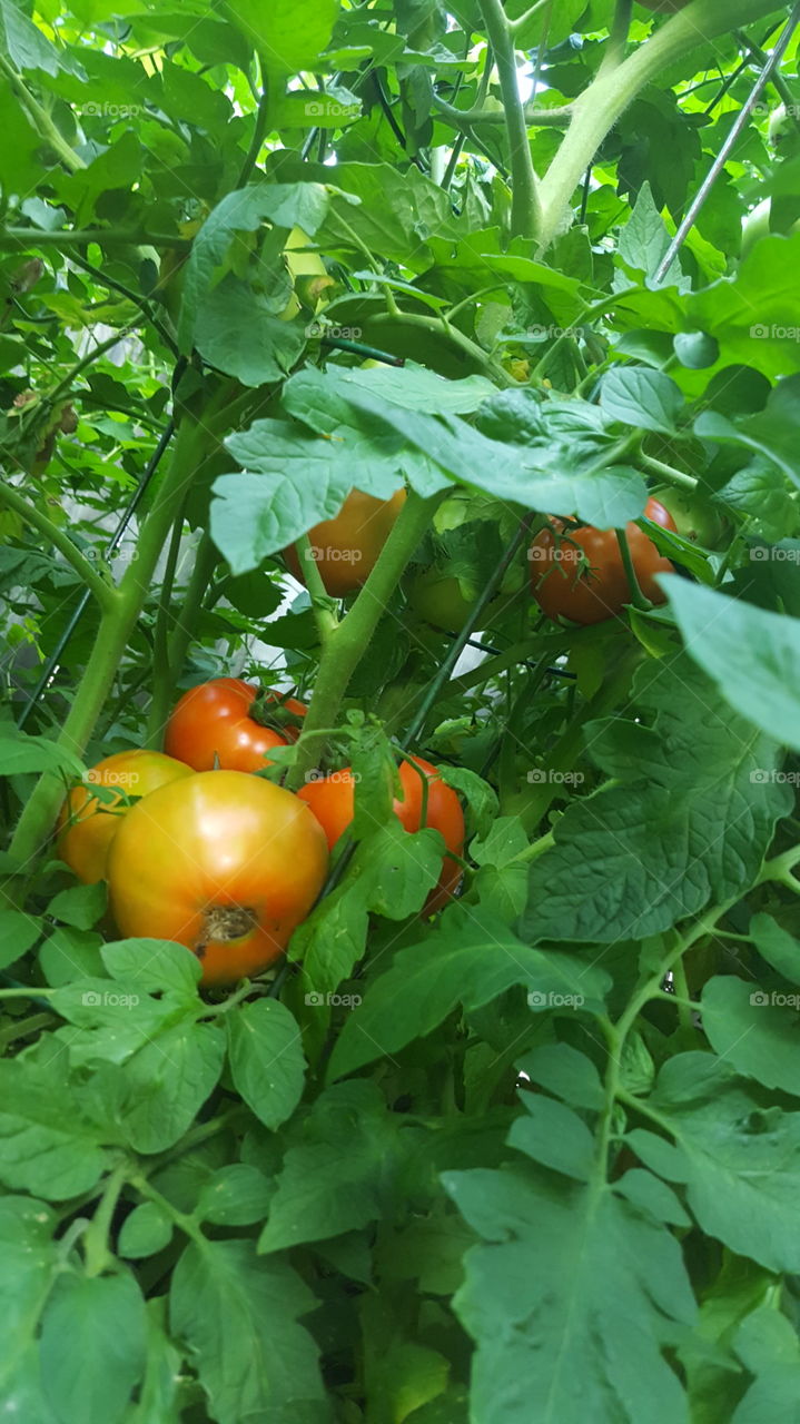 big red tomatos