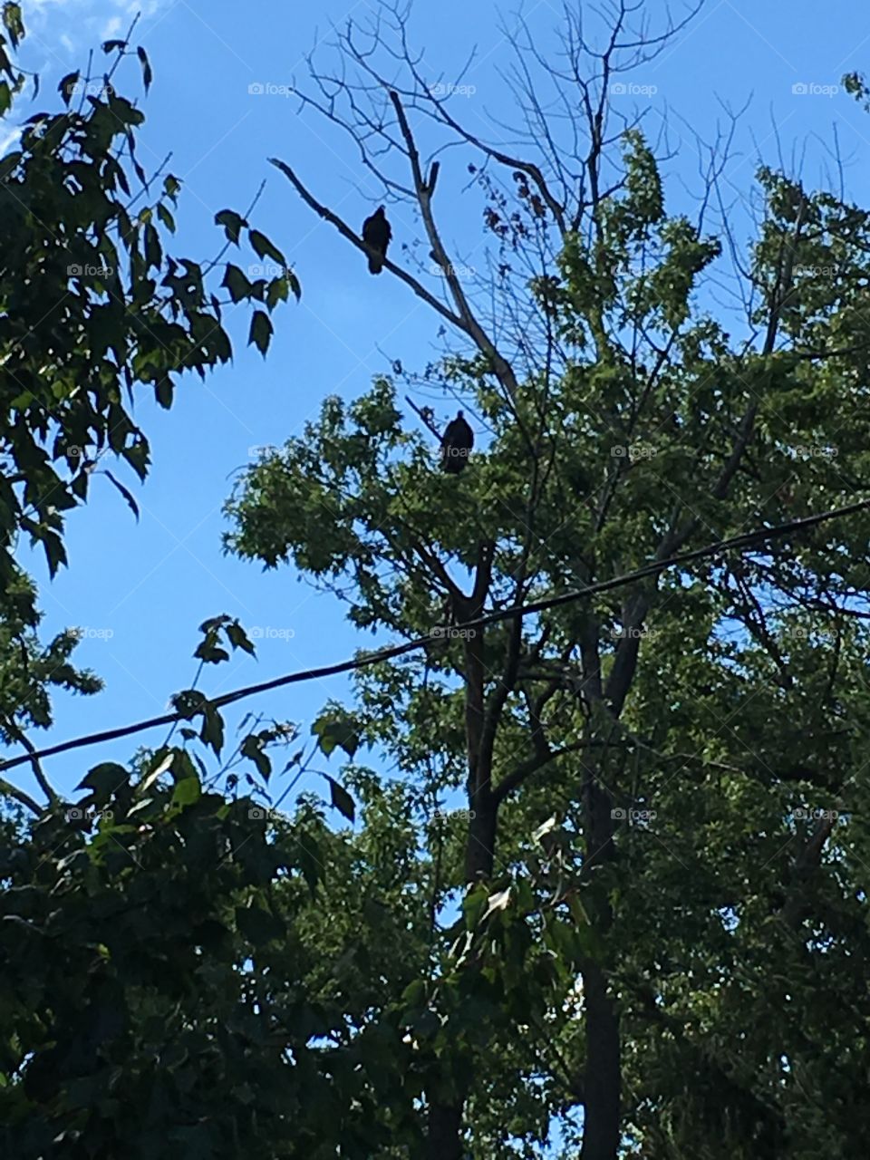 Falcon couple, in the tree, in Ohio. 
