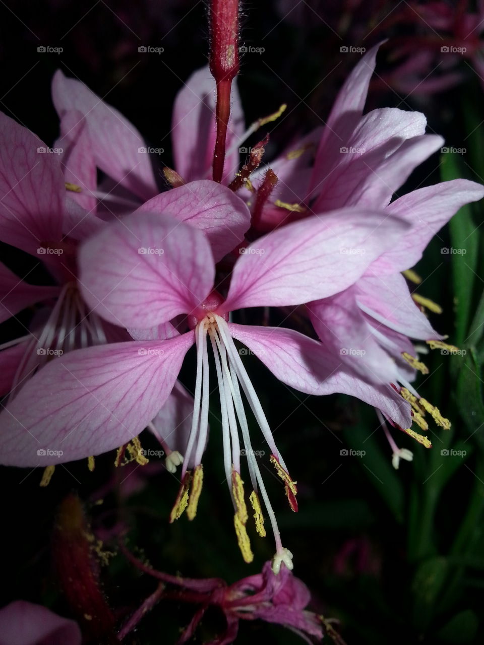 Gaura