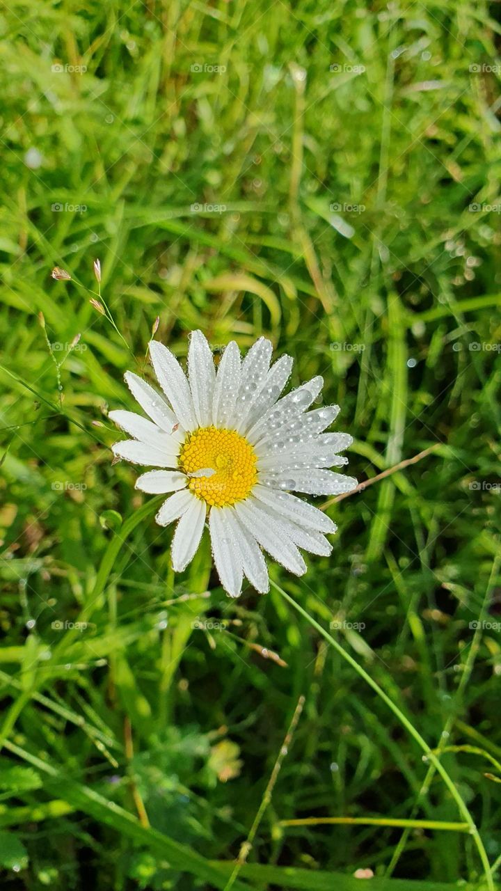 Chamomile in dew drops