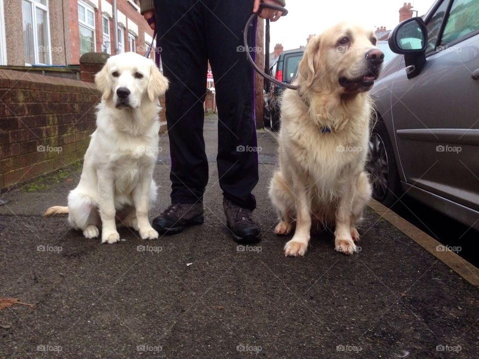 Golden retrievers