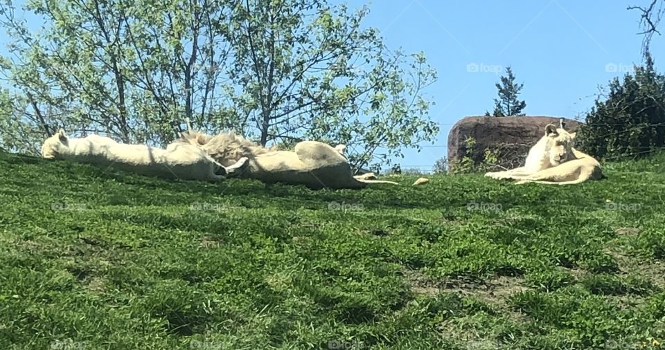 A pack of lions sunbathing in the grass at the Toronto Zoo