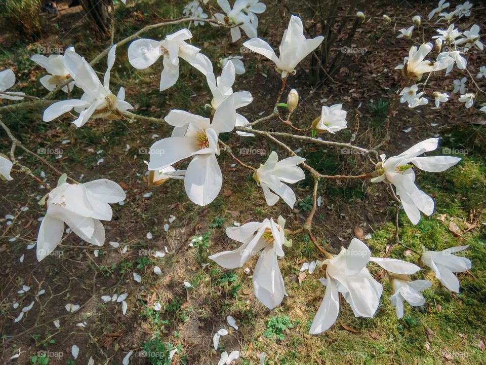 blooming magnolia in spring on a sunny day