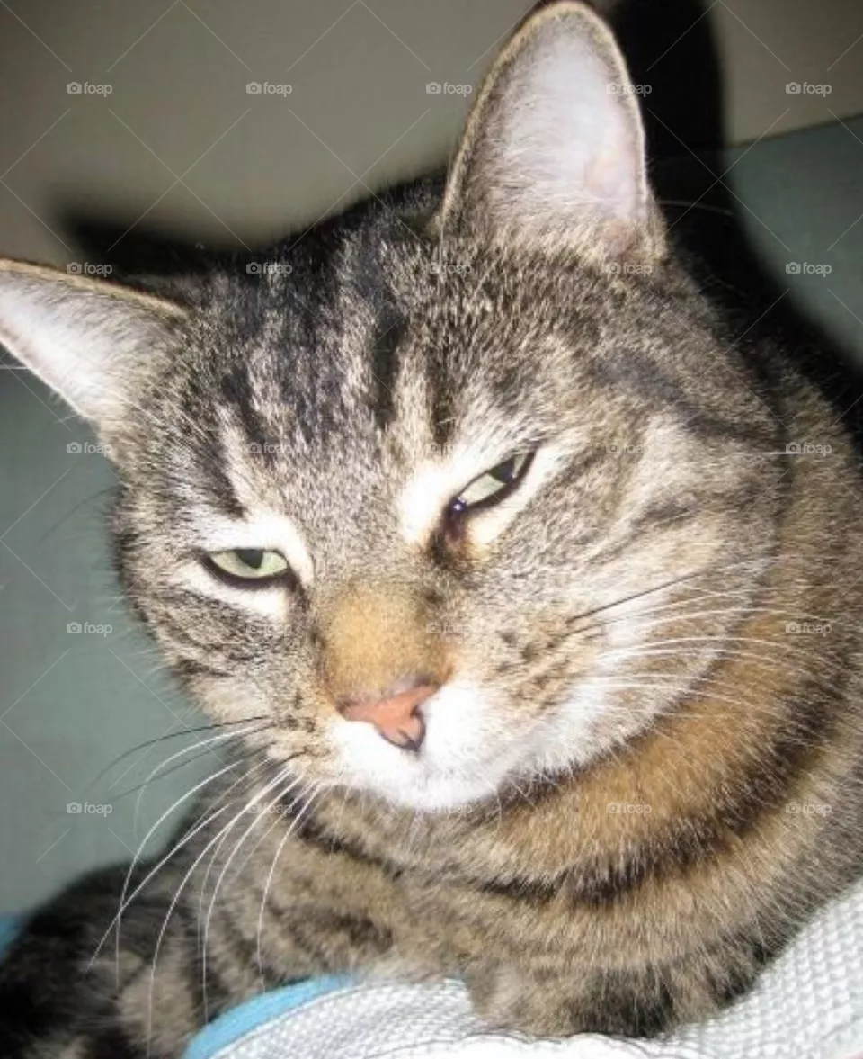 Smug