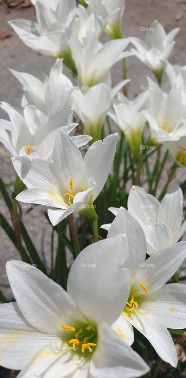 spring, white flowers, wallpaper, natural