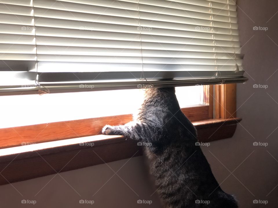 Window cat