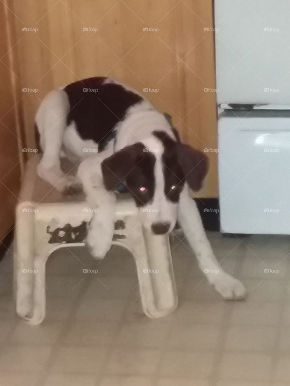 the puppy that's having trouble staying all the way on the footstool
