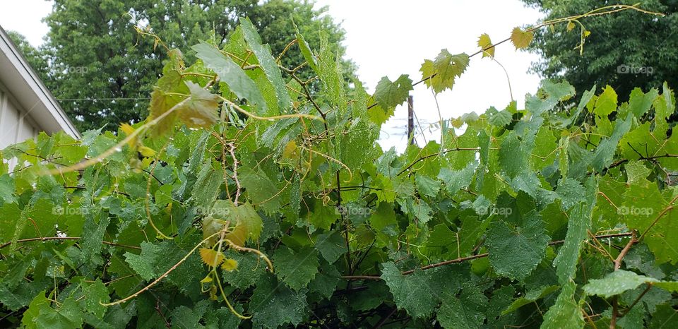 Rain on grape vines.