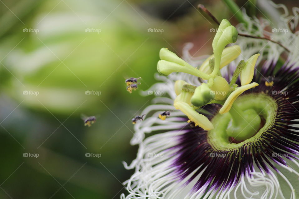 Tinny bees taking pollen 