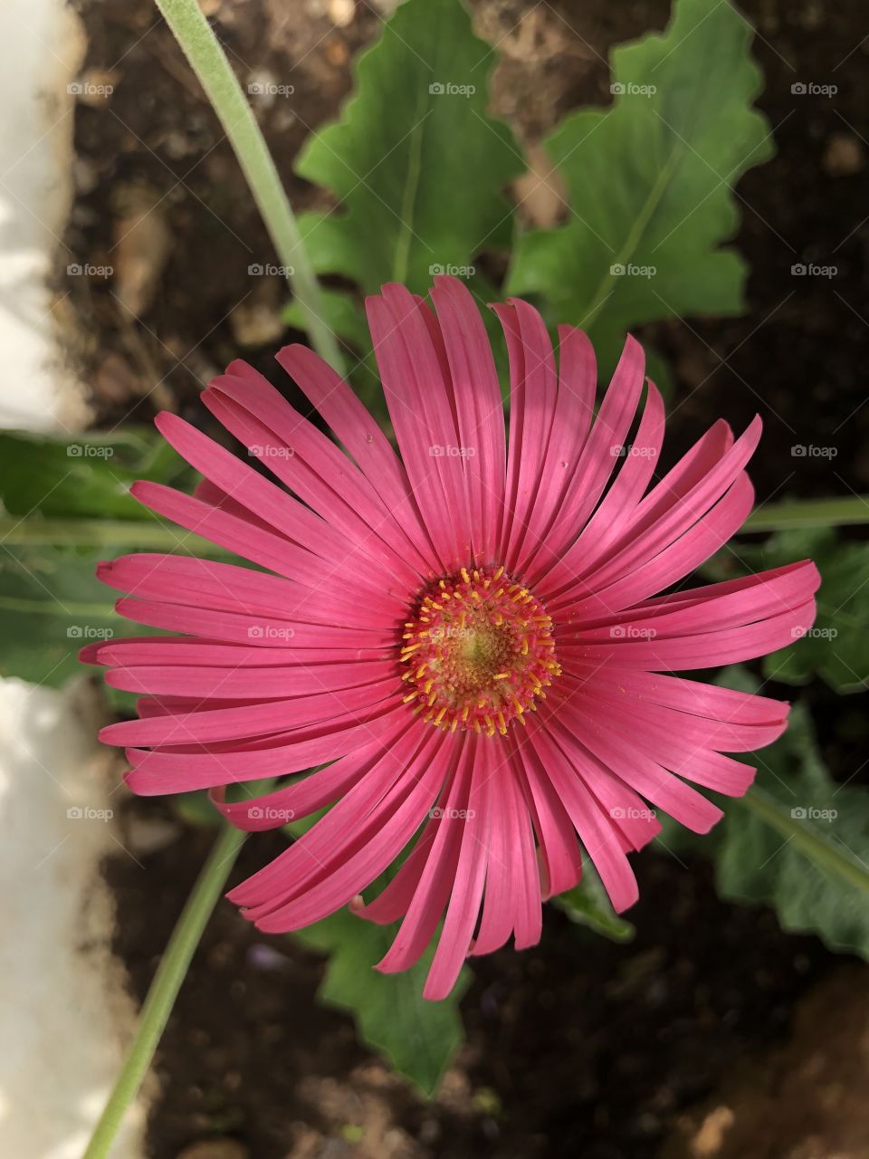 This pink beauty is an eye catching great and one it’s difficult to take your eyes off.