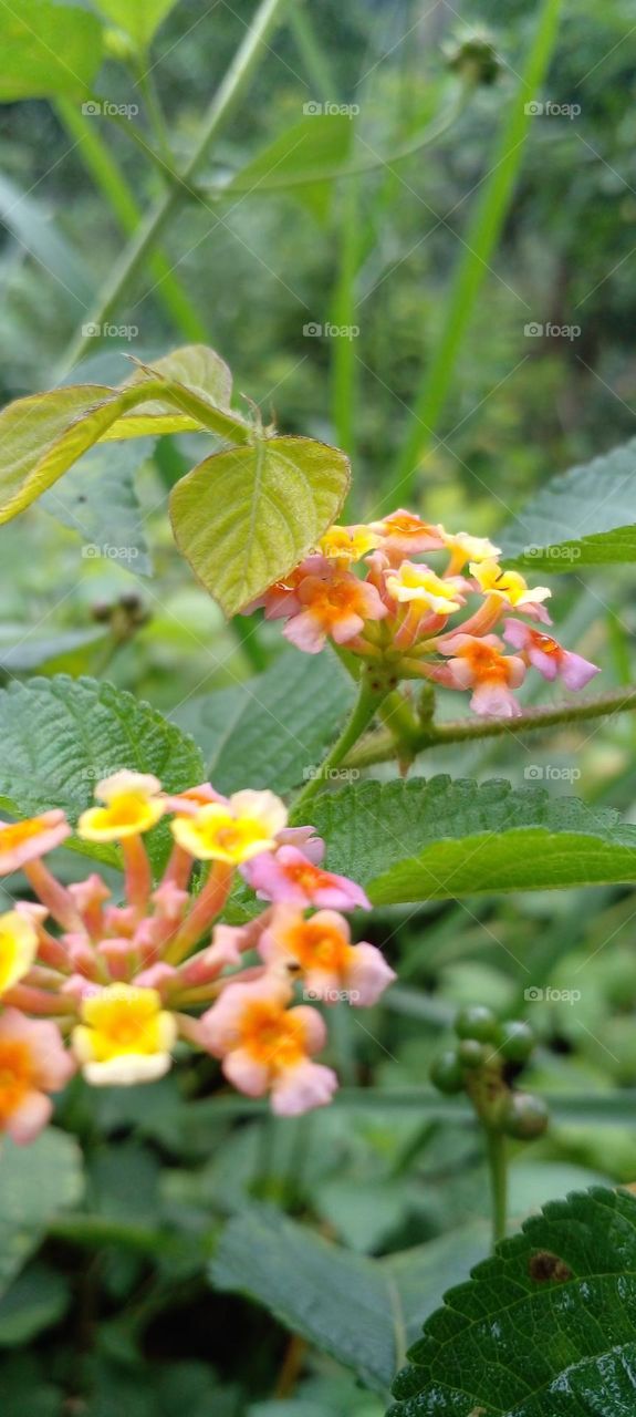 naturelove, beautiful flowers, colourful, lovely