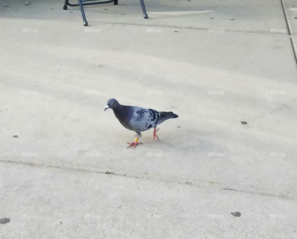 pigeon on Saint Vincent College's campus like he owns the place