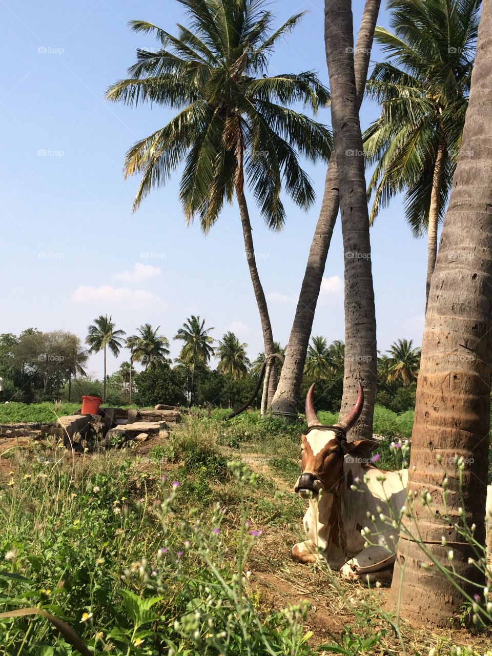Indian village agriculture 