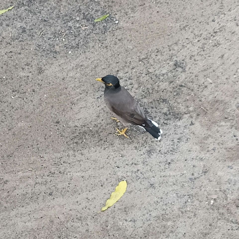 Mynah Bird