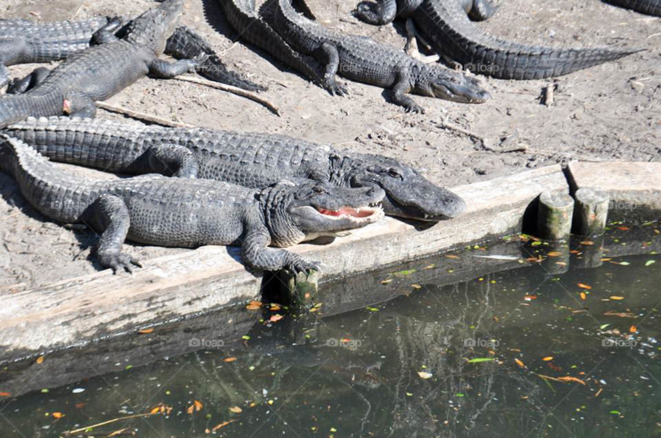 lazy alligators. multiple alligators lazing around at Saint Augustine alligator farm