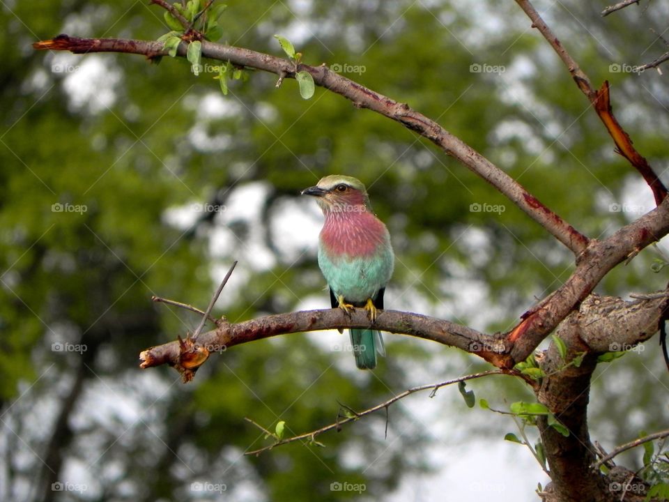 Beautiful Bird in Botswana 