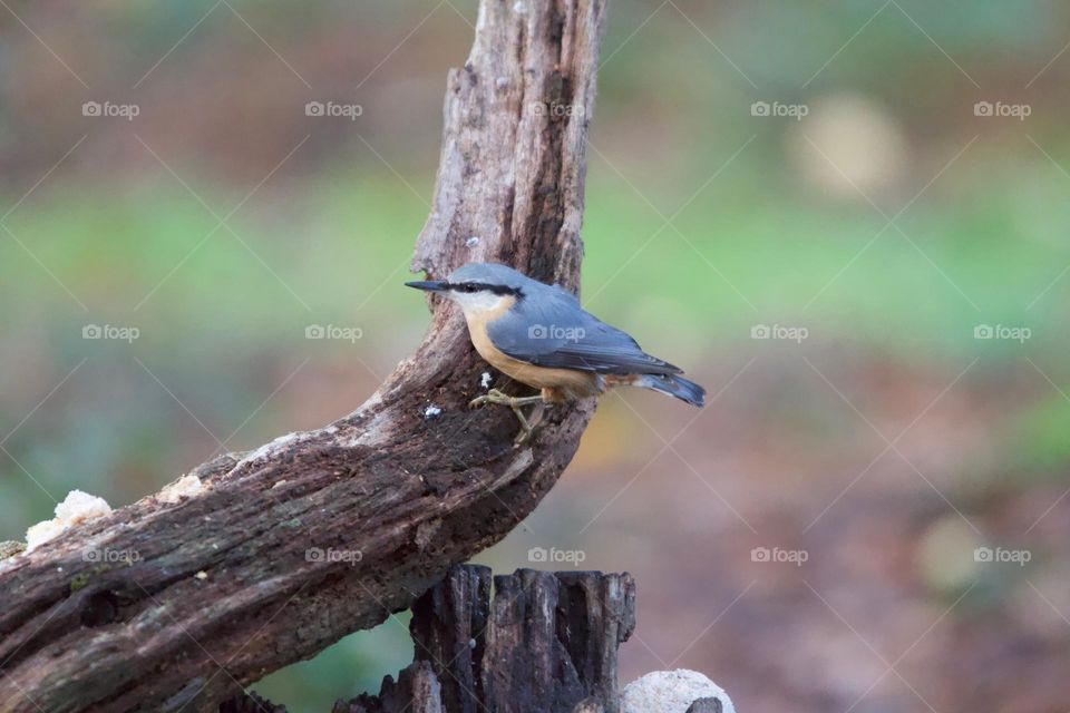A nuthatch on a branch 