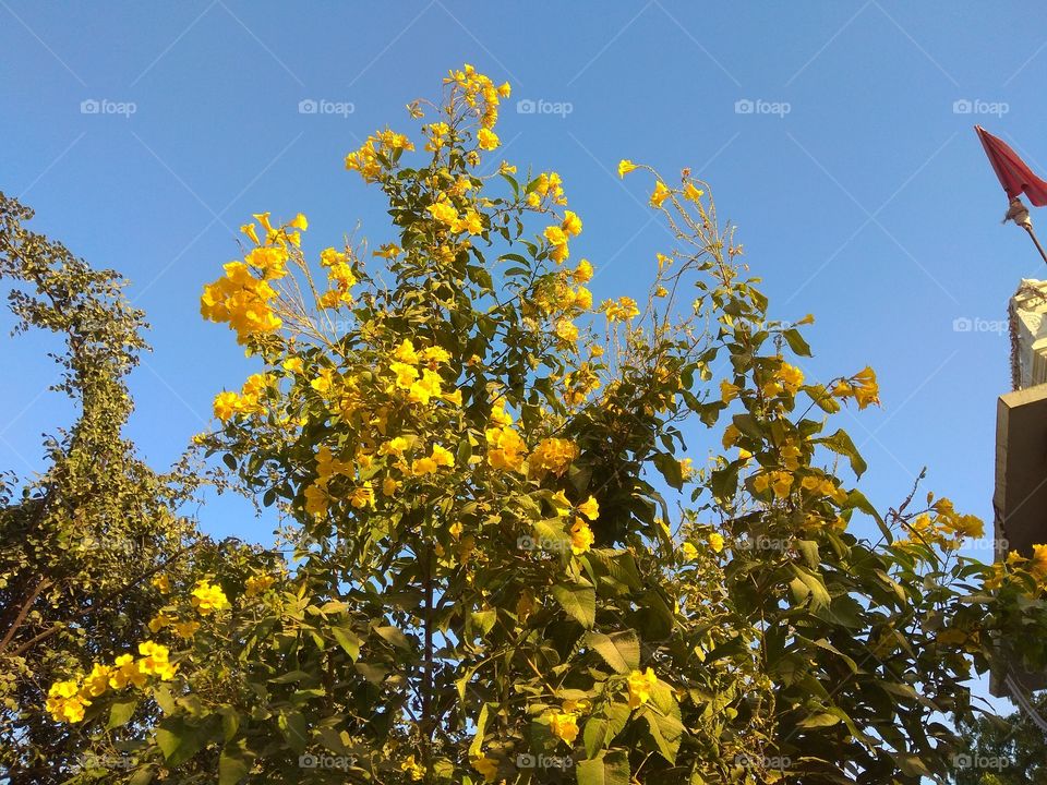 Tree of yellow flowers