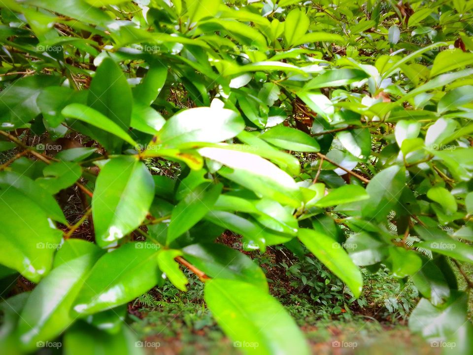 Guru chena (ගුරු චීන)
Kanneliya forest 
sri lanka