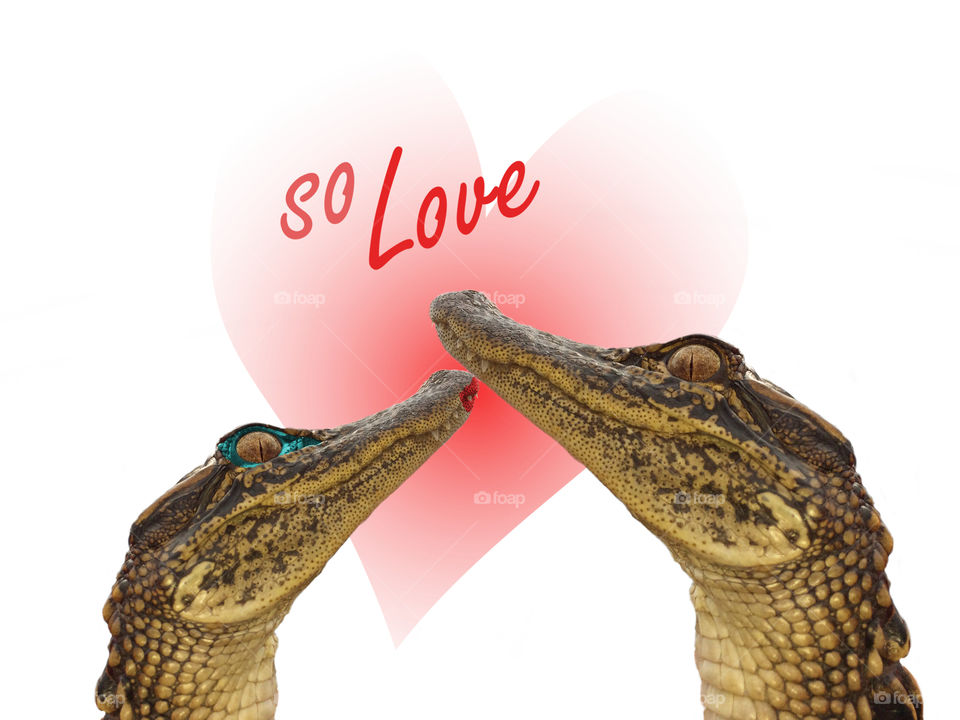 Valentines day alligators, weird