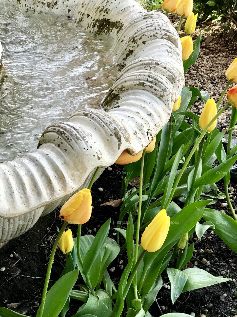 Water fountain 