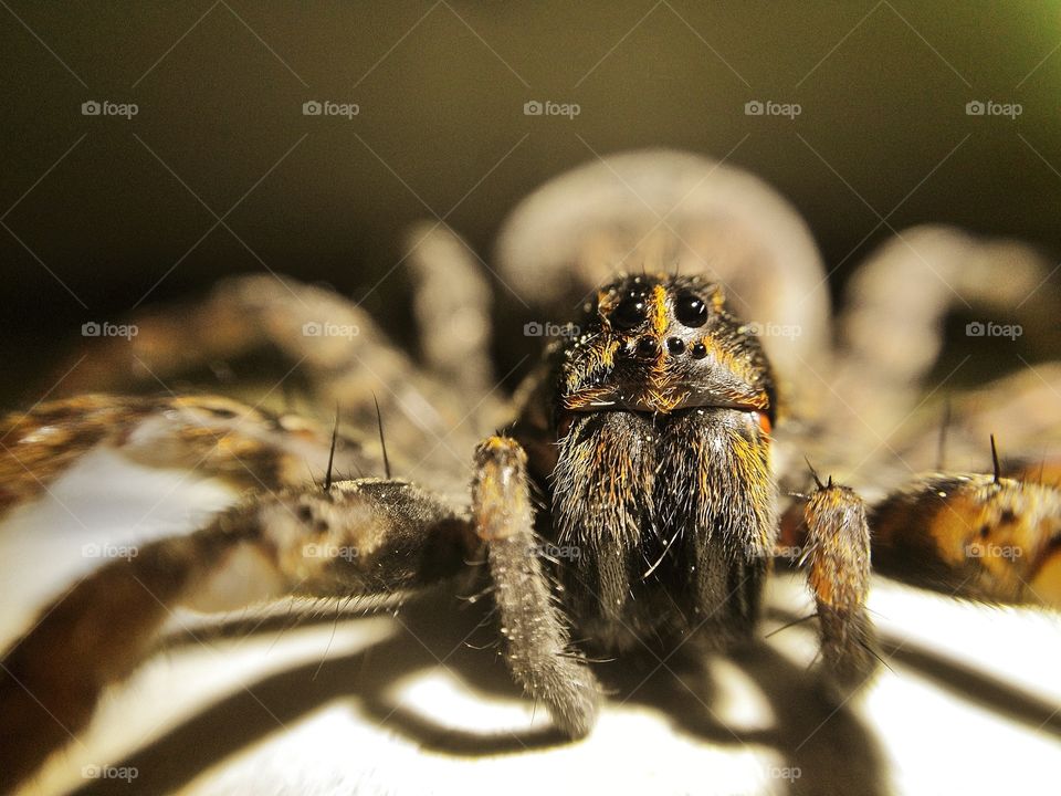 Wolf Spider Macro