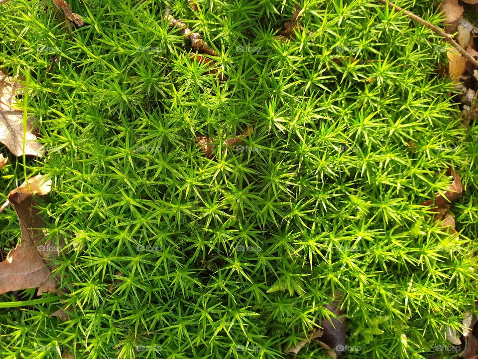 a top down texture portrait of endangered green star moss on a sunny day in a forest.