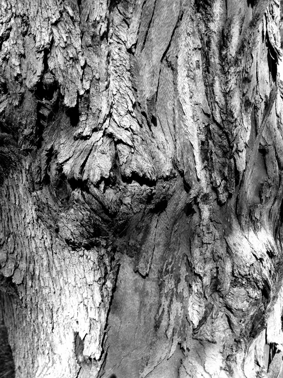 tree abstract blackandwhite texture by liberty