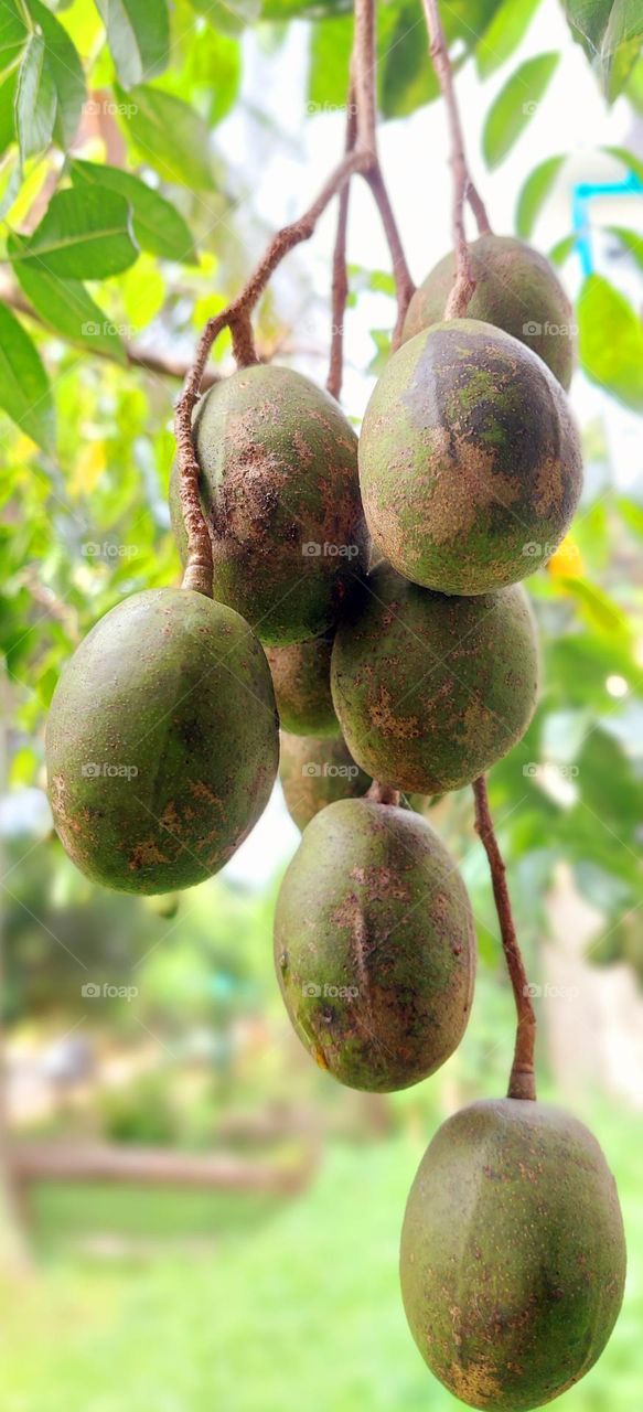 Kedondong is a fruit plant belonging to the mango-mango tribe. Kedondong is a fruit plant that is commonly found throughout the tropics and belongs to the angiosperms. Usually in English call it Ambarella, Ataheitte apple / Great hot plum