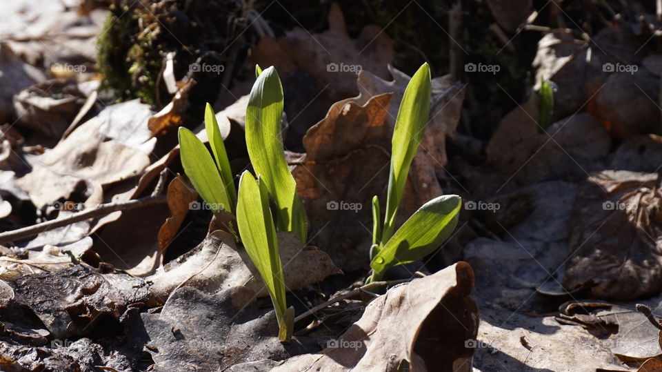 spring grass. nature